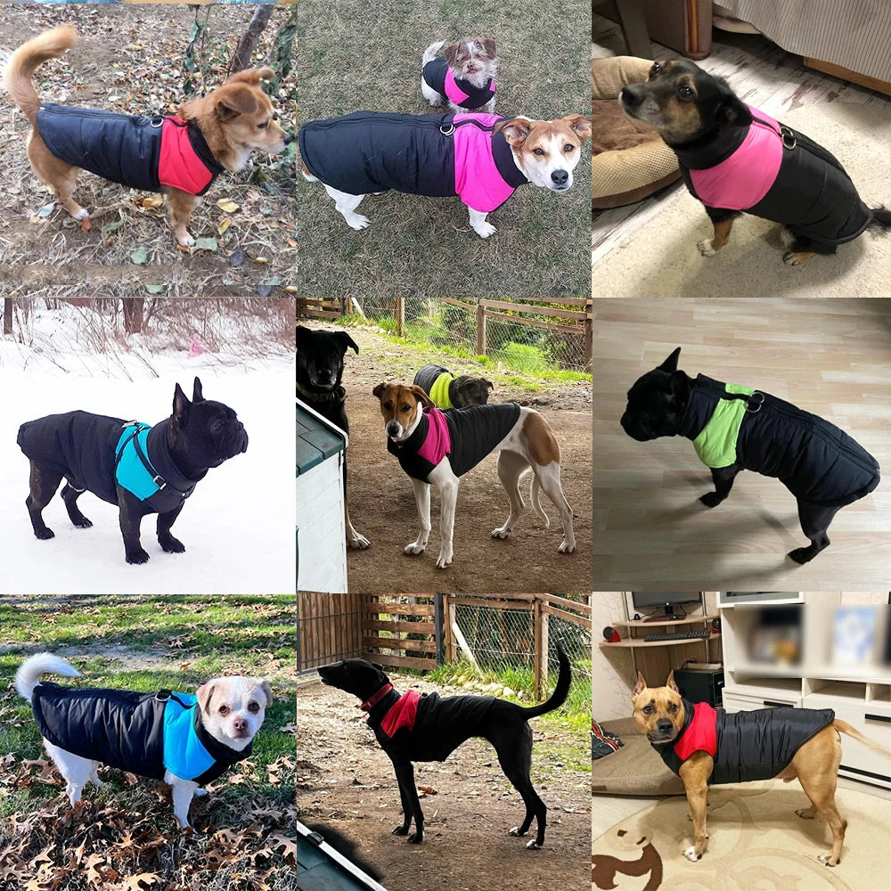 Guangdong Pet Dog Winter Jacket Windproof Waterproof Coat