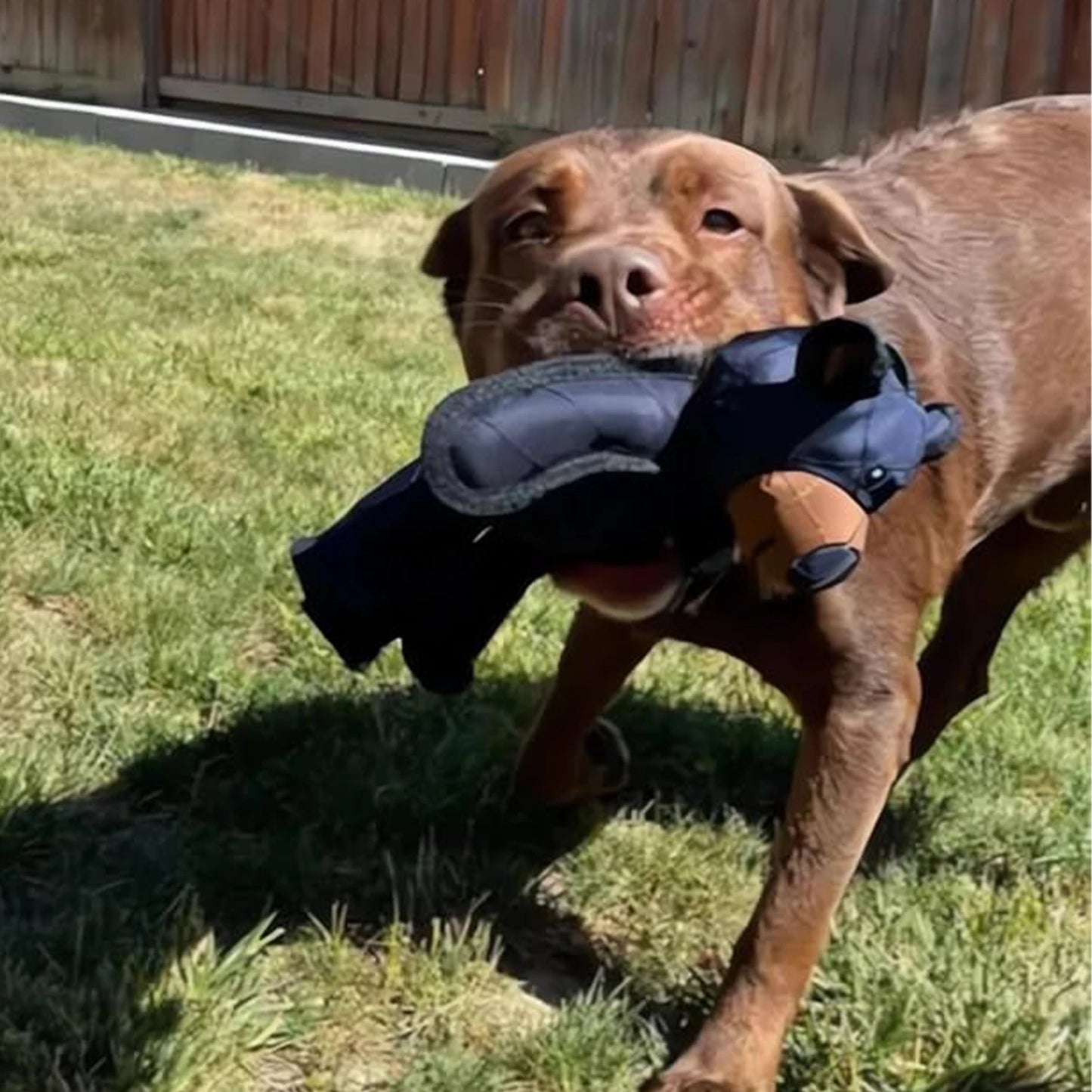 Squeaky Plush Bear Dog Toy For Puppies