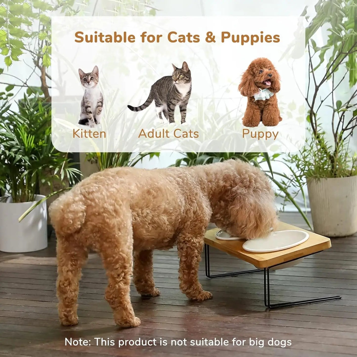 Elevated Cat Ceramic Bowls With Tilted Bamboo Stand
