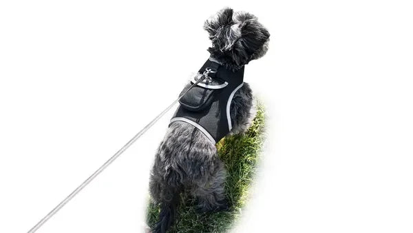 Real Time Pet Location GPS Collar For Cats And Dogs