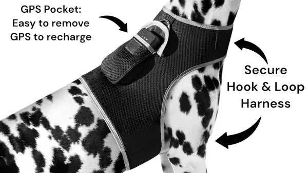 Real Time Pet Location GPS Collar For Cats And Dogs