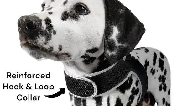 Real Time Pet Location GPS Collar For Cats And Dogs