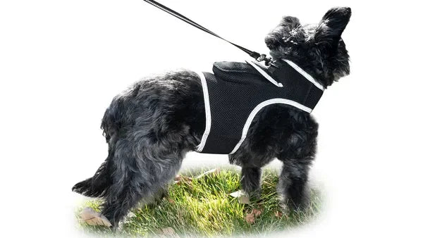 Real Time Pet Location GPS Collar For Cats And Dogs