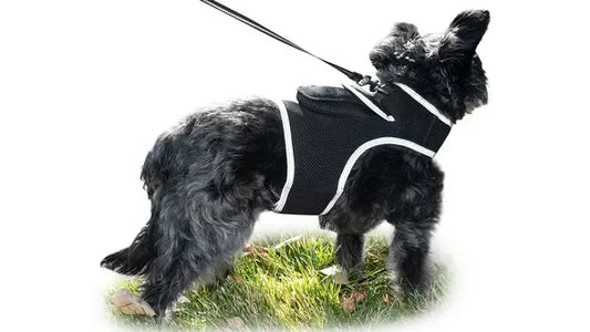 Real Time Pet Location GPS Collar For Cats And Dogs